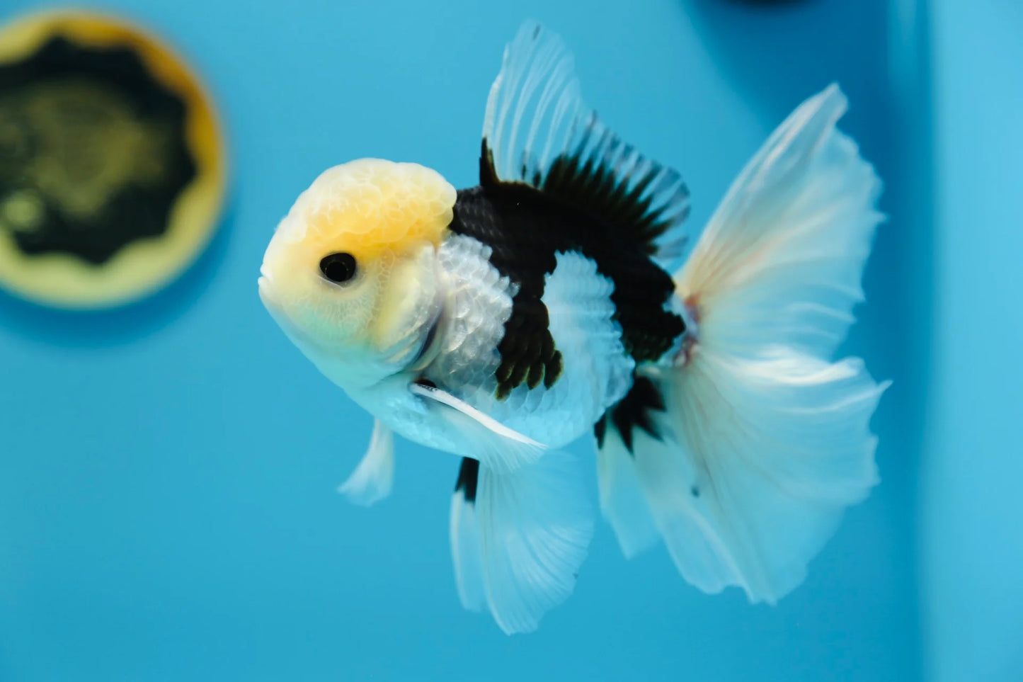 Oranda Panda (Carassius auratus)