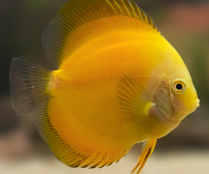 Discus Jaune Master (Symphysodon aequifasciatus)