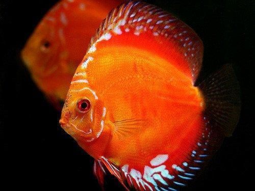 Discus Rouge Marlboro (Symphysodon aequifasciatus)