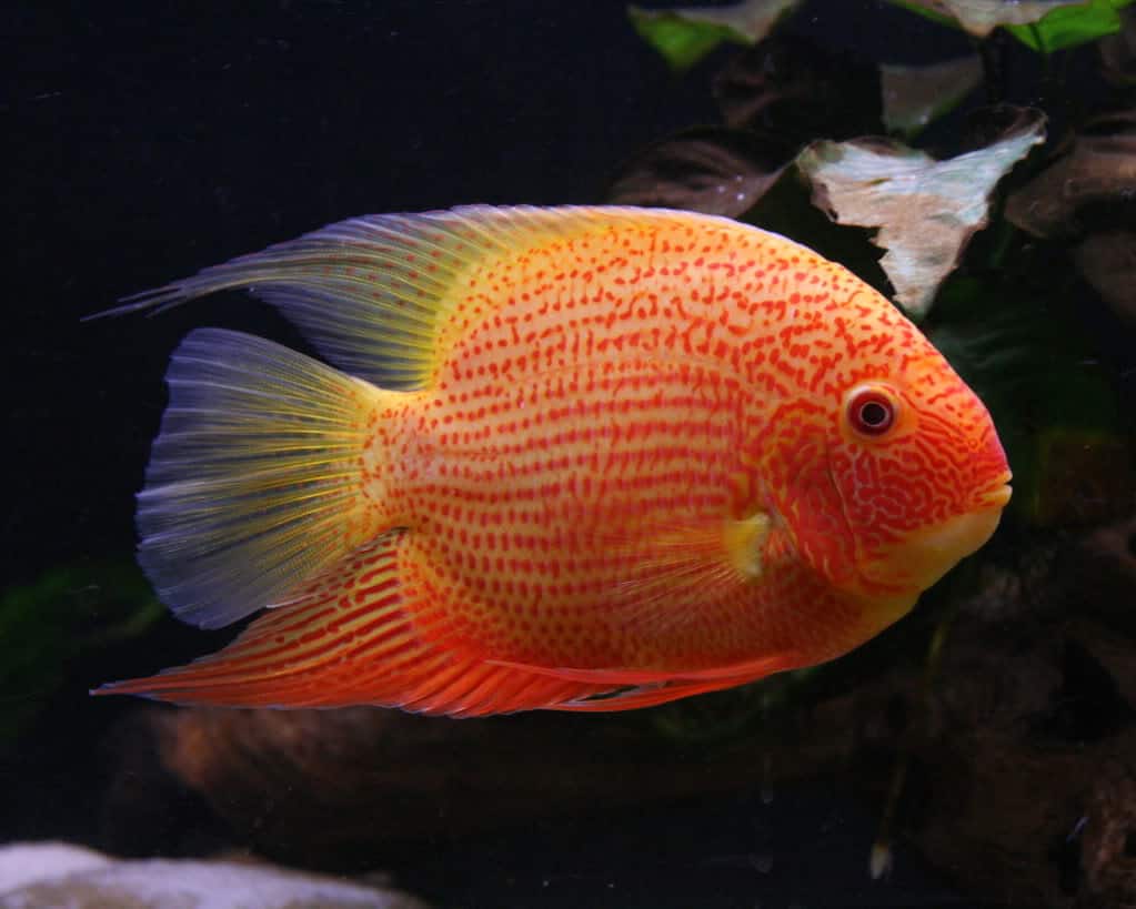 Heros Efasciatus (Red Spotted Severum)