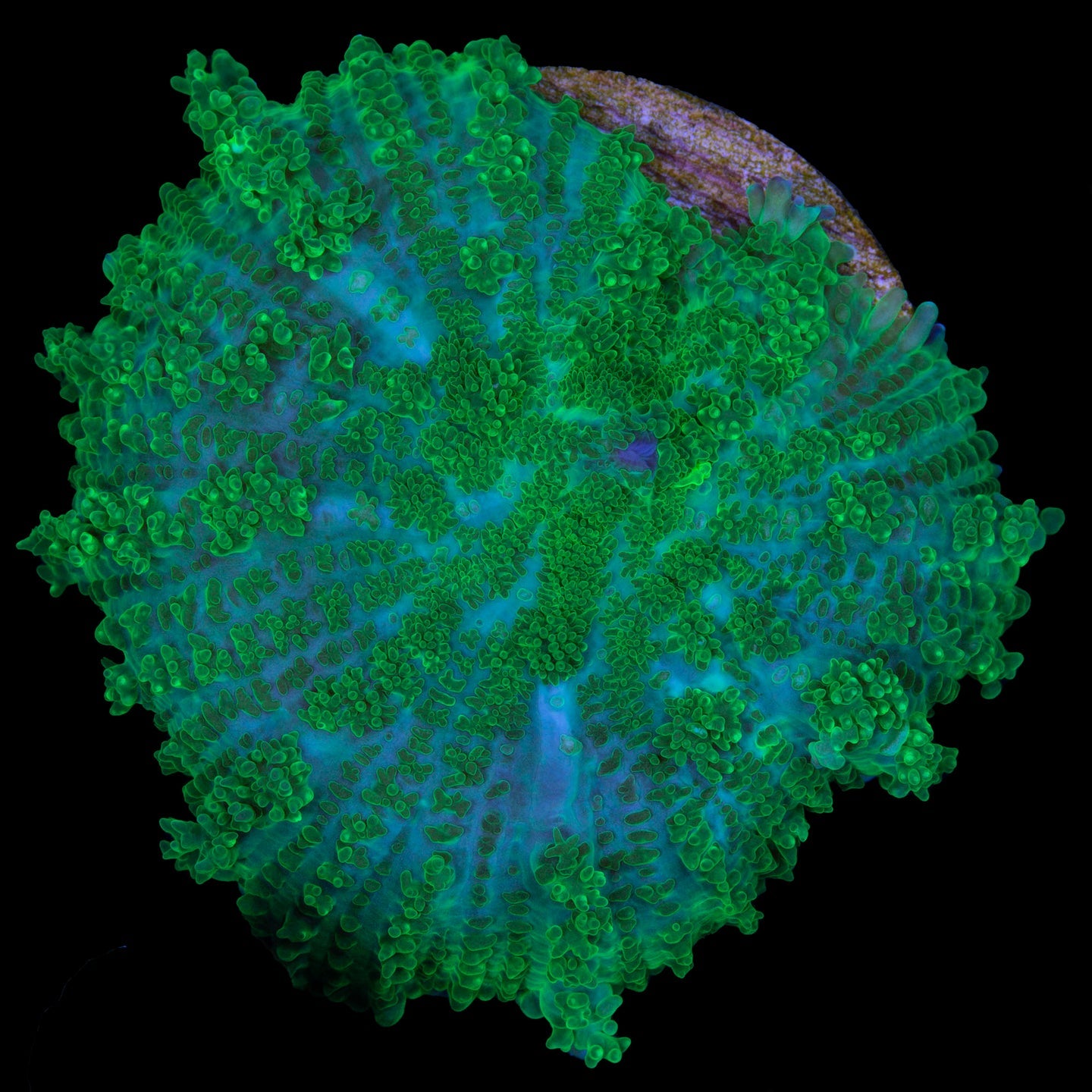 Rhodactis Howesii (Green Mushroom)