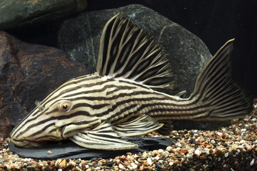 Pléco Royal (Panaque Nigrolineatus)