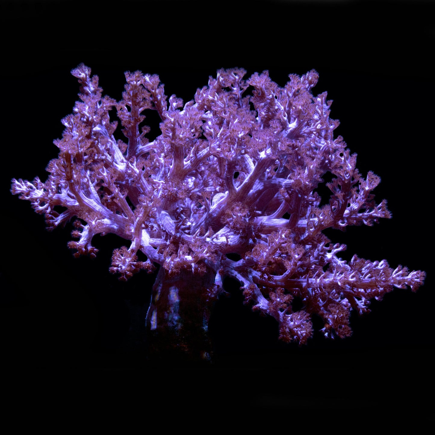 Purple Kenya