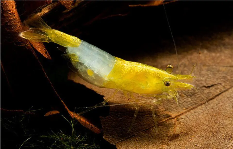 Crevette Rili Jaune (Neocaridina Davidi)