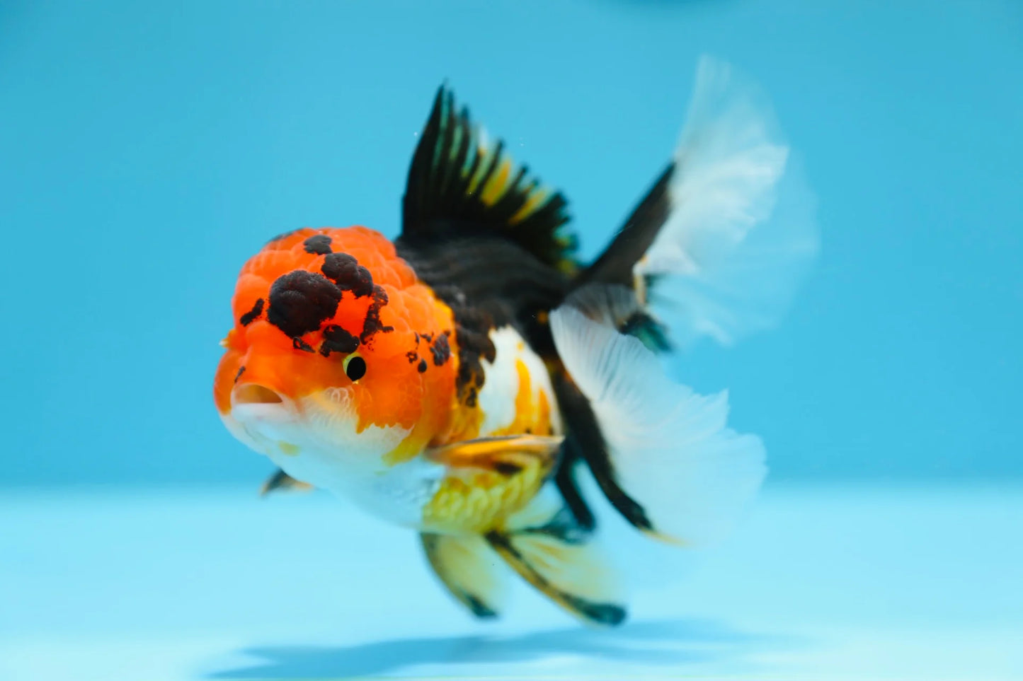 Oranda Tricolore (Carassius auratus)