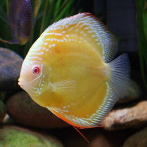 Discus Jaune Marlboro (Symphysodon aequifasciatus)
