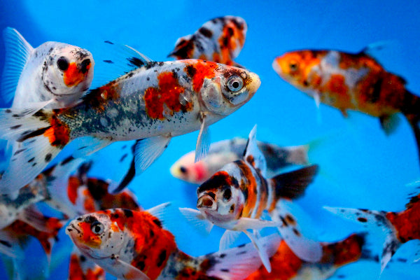 Poisson Rouge Shubunkin (Carassius auratus)