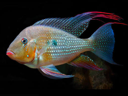 Geophagus Heckelii
