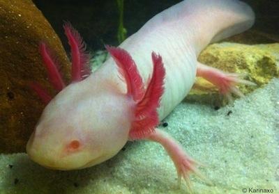 Axolotl Albino (Ambystoma Mexicanum)