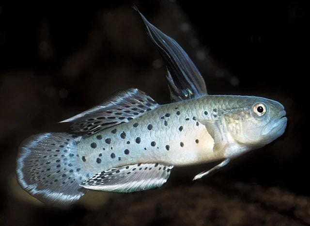 Goby Chevalier (Stigmatogobius Sadanundio)
