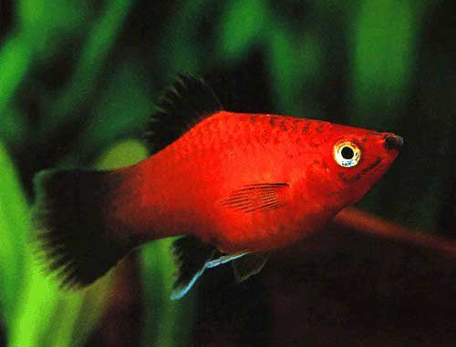 Platy Noir Et Rouge (Xiphophorus Maculatus)