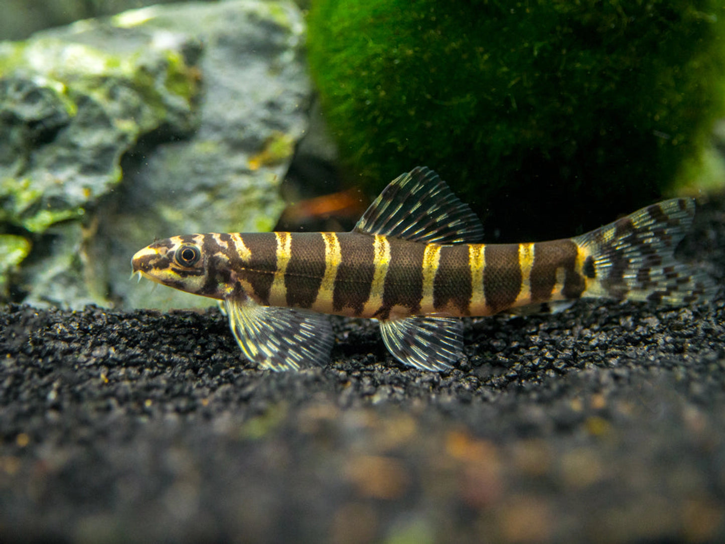 Loche Serpent (Serpenticobitis Octozona)