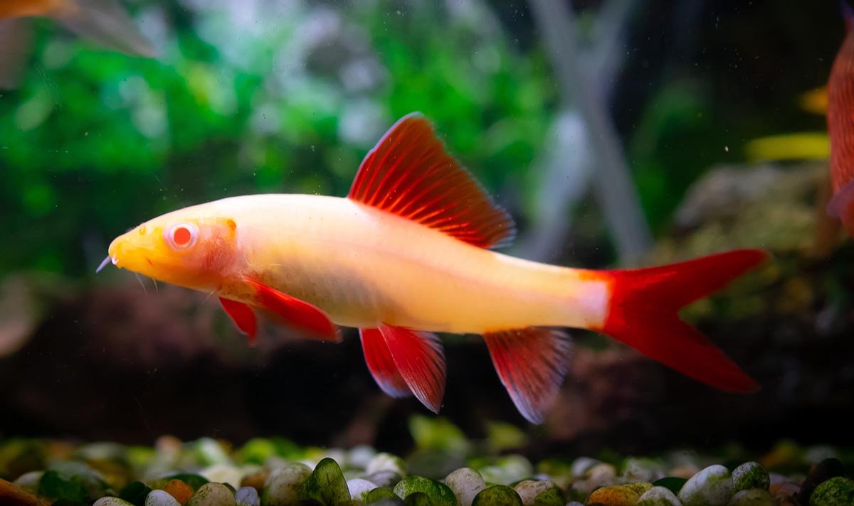 Requin Arc-en-Ciel Albino (Epalzeorhynchos Frenatum)