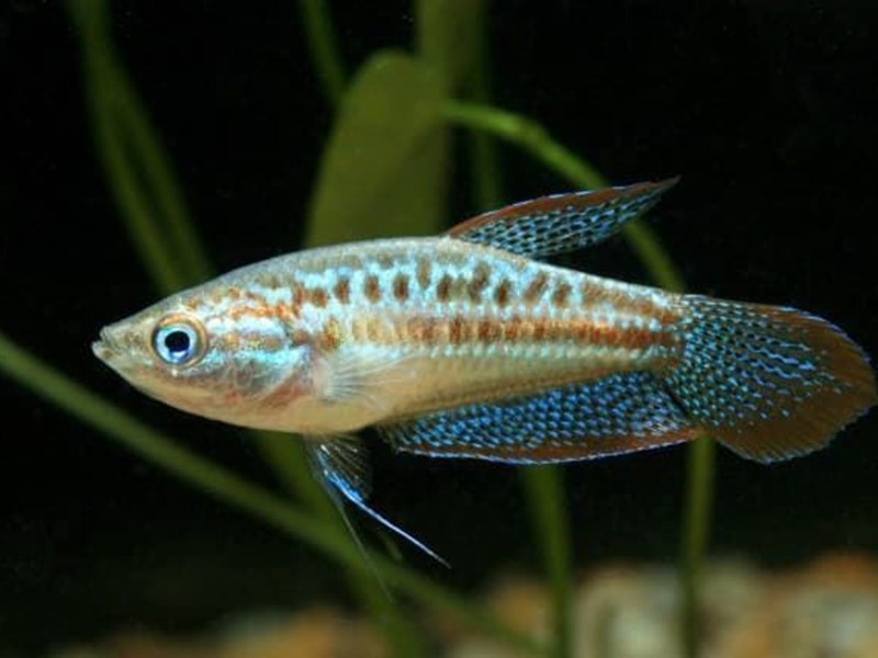 Gourami Pygmée (Trichopsis Pumila)