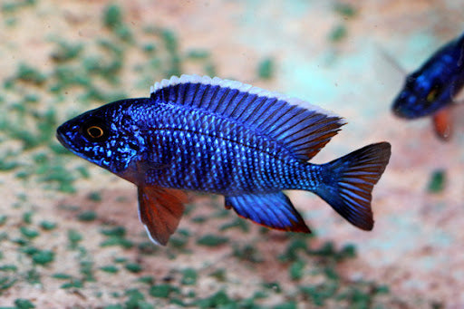 Aulonocara Cobue