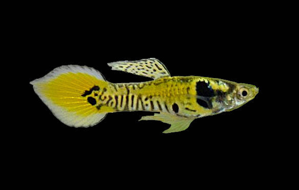 Guppy Endler Tigré (Poecilia Wingei)