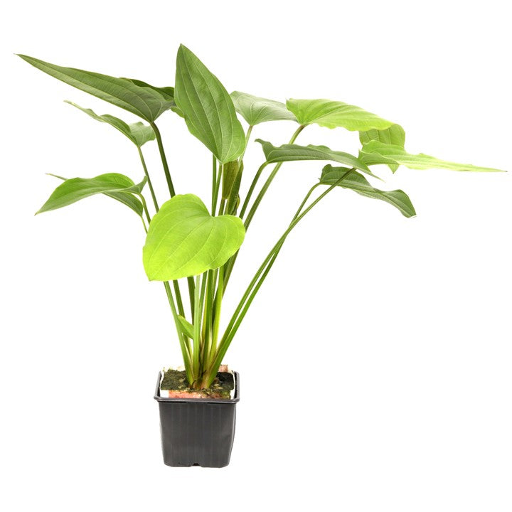 Echinodorus palifolius