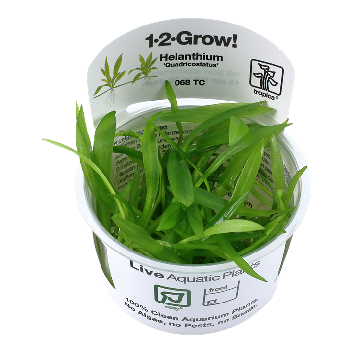 Helanthium Bolivianum 'Quadricostatus'