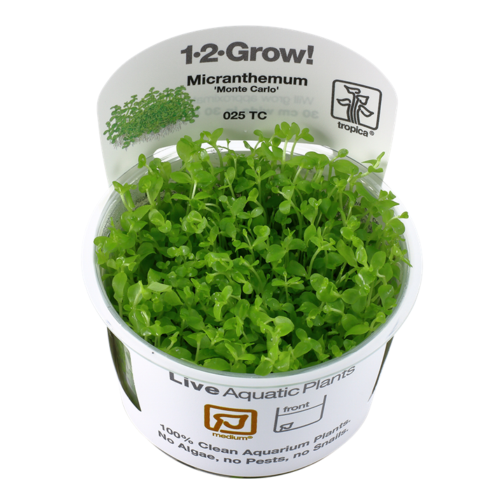 Micranthemum Tweediei 'Monte Carlo'