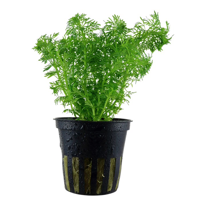 Limnophila Sessiliflora