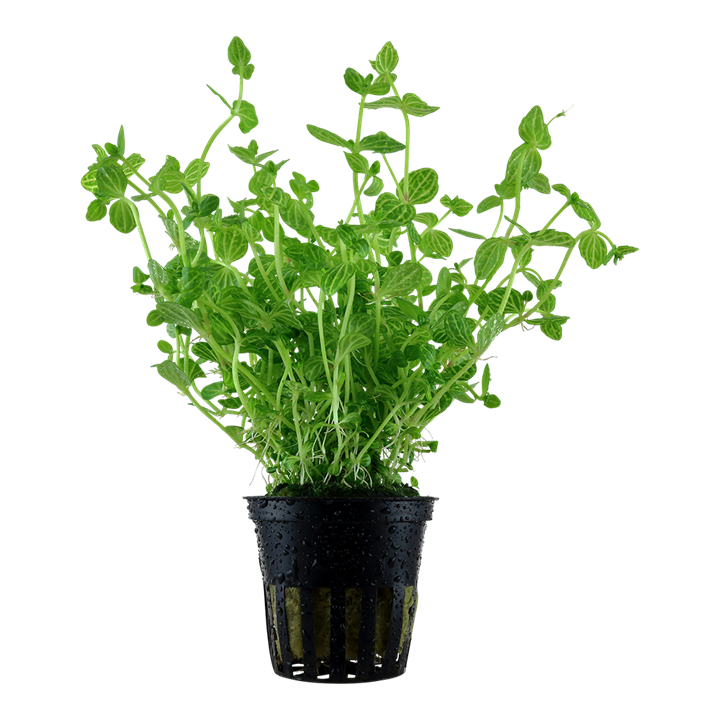 Lindernia Rotundifolia