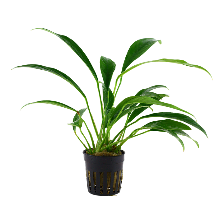 Anubias barteri var. glabra