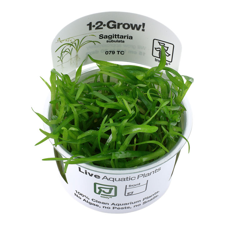 Sagittaria Subulata
