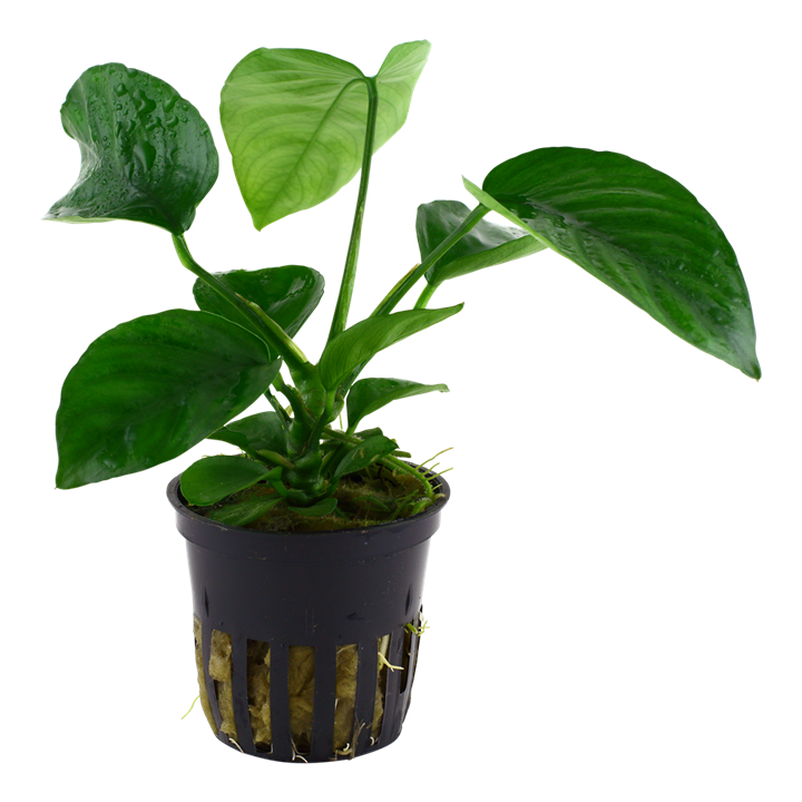 Anubias Barteri var. Caladiifolia