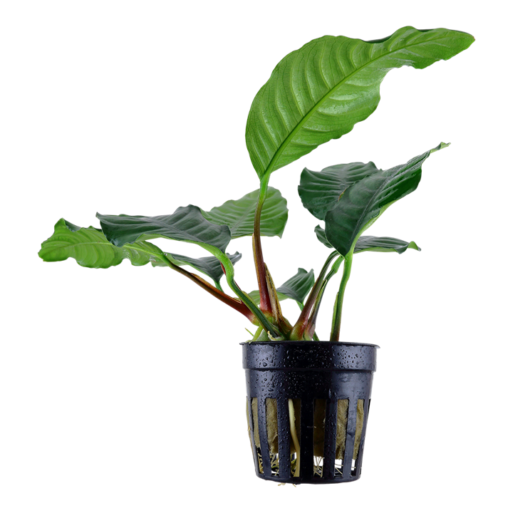 Anubias barteri 'Coffeifolia'