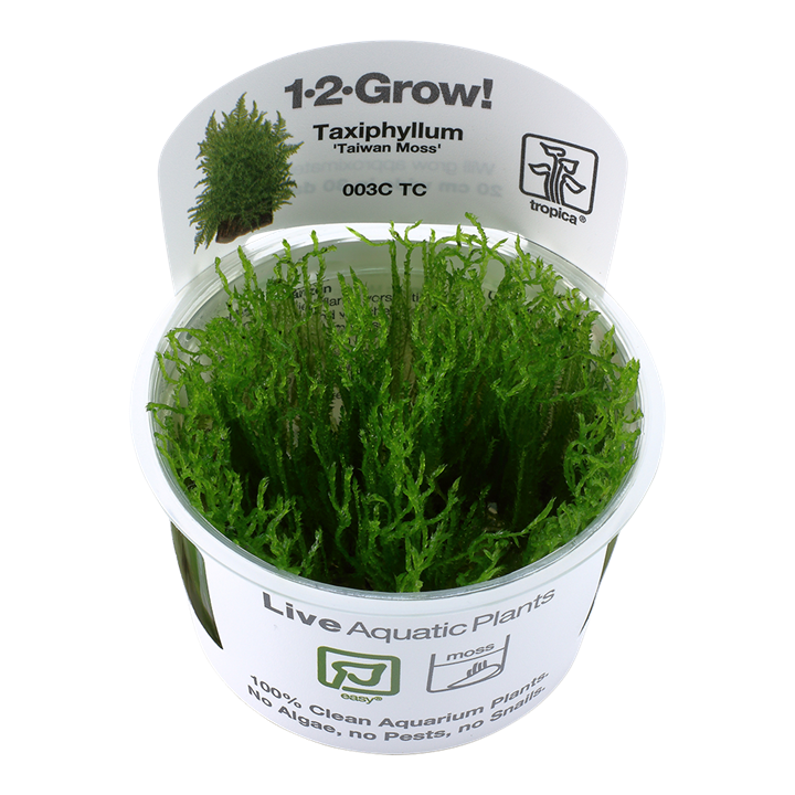 Taxiphyllum Alternans 'Taiwan'