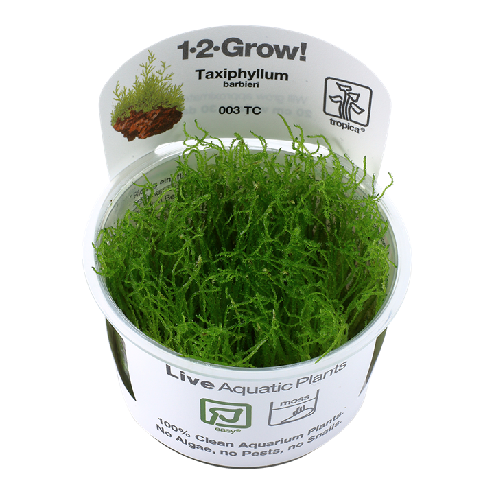 Taxiphyllum Barbieri "Bogor Moss"