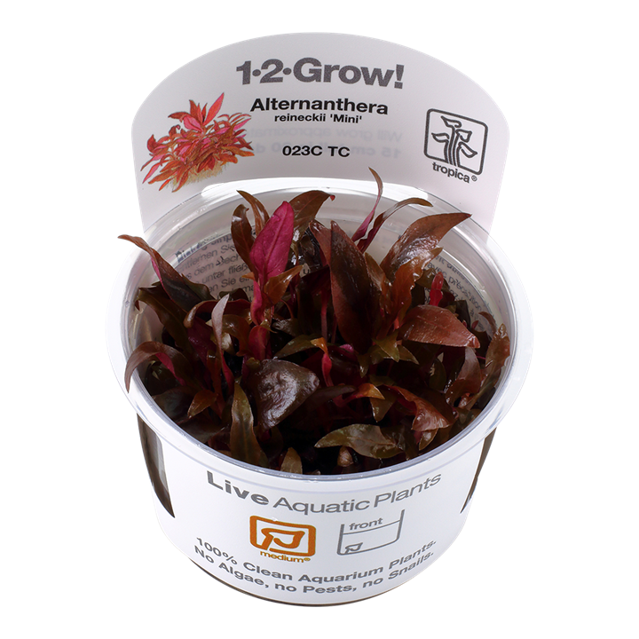 Alternanthera Reineckii 'Mini'