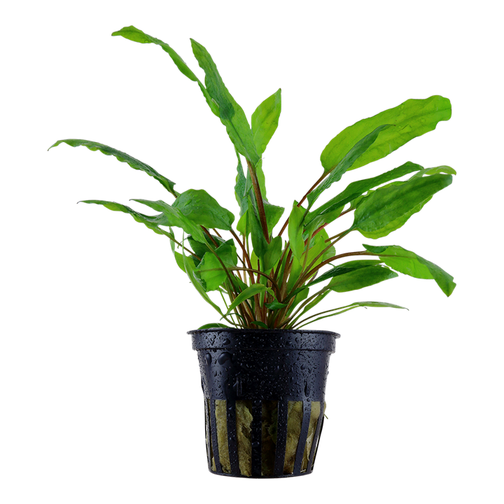 Cryptocoryne wendtii 'Green'