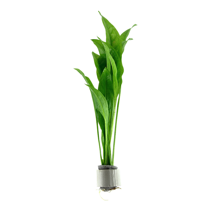 Echinodorus grisebachii 'Bleherae'