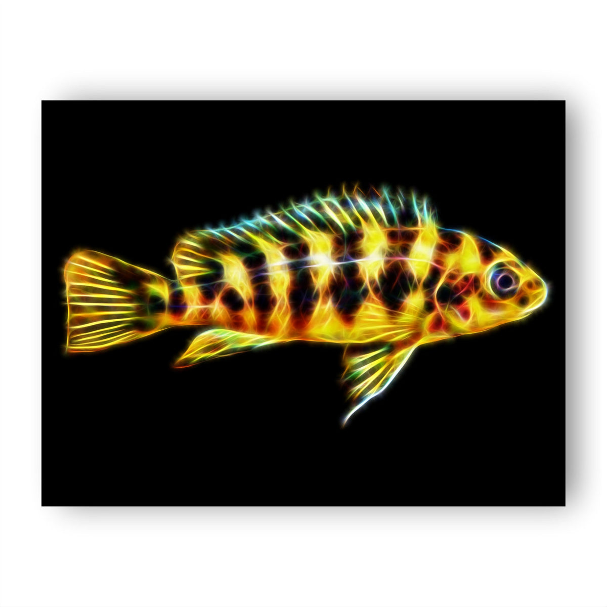 Abeille (Pseudotropheus Crabro)