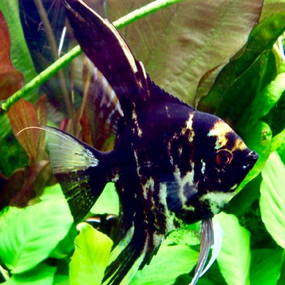 Ange Marbré (Pterophyllum Scalare)