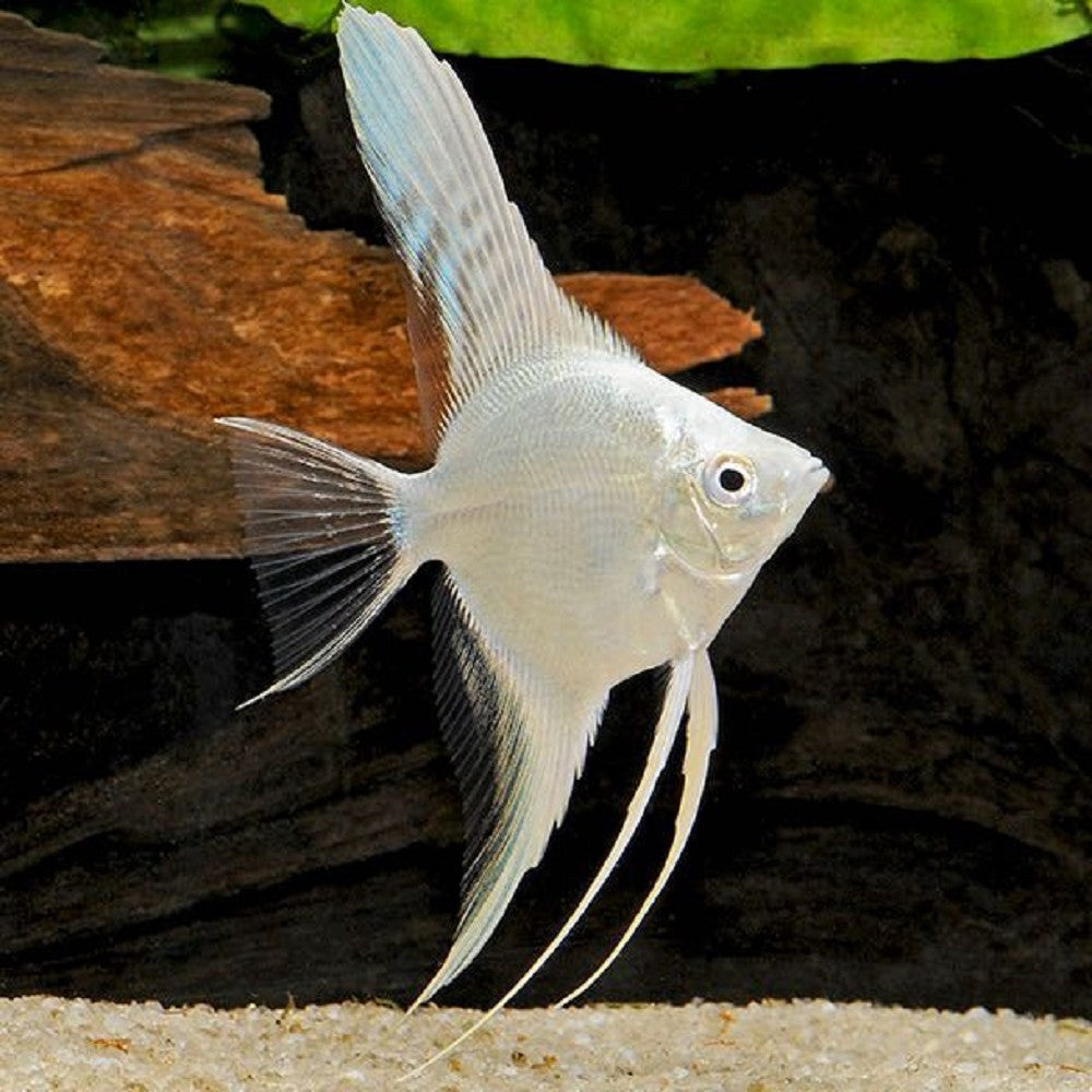 Ange Platinum (Pterophyllum Scalare)