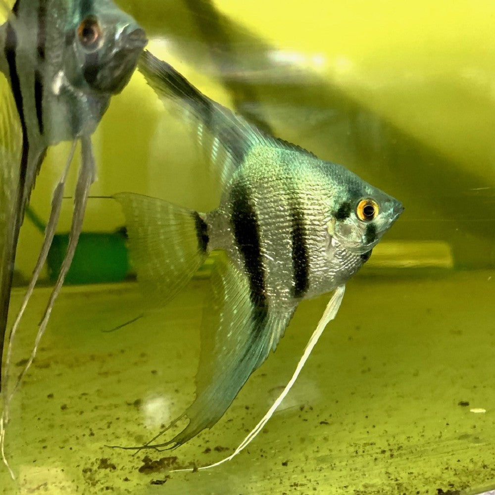 Ange Zébré Bleu (Pterophyllum Scalare)