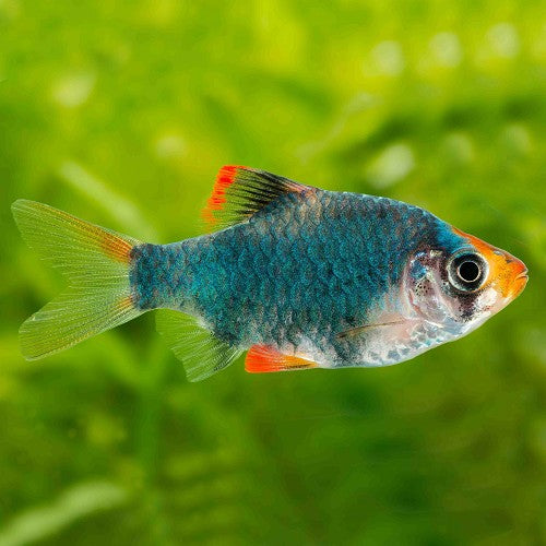 Barbu De Sumatra Vert (Puntigrus Tetrazona)