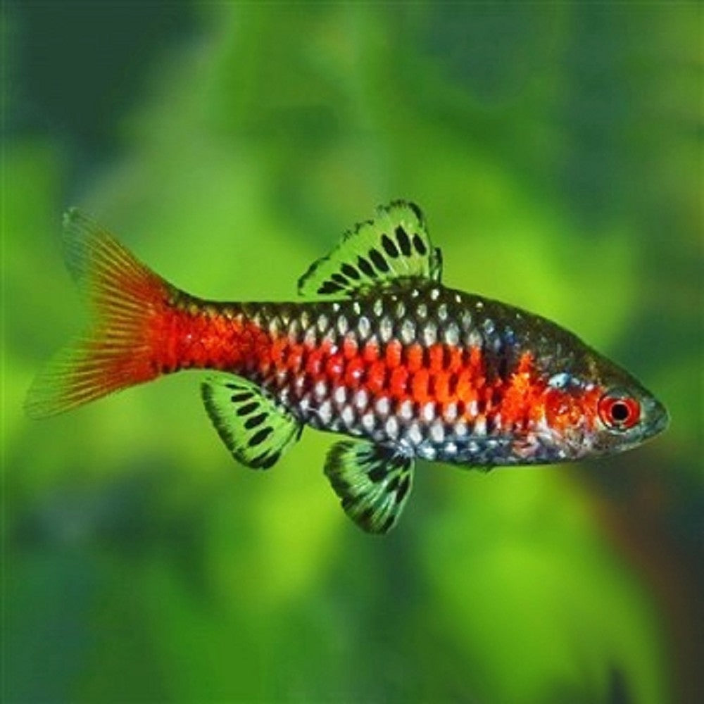 Barbu Odessa (Pethia Padamya)