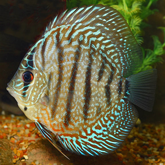 Discus Jaune Turquoise (Symphysodon Aequifasciatus)
