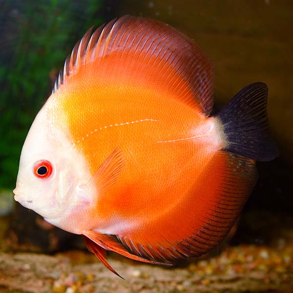 Discus Rouge Melon (Symphysodon Aequifasciatus)