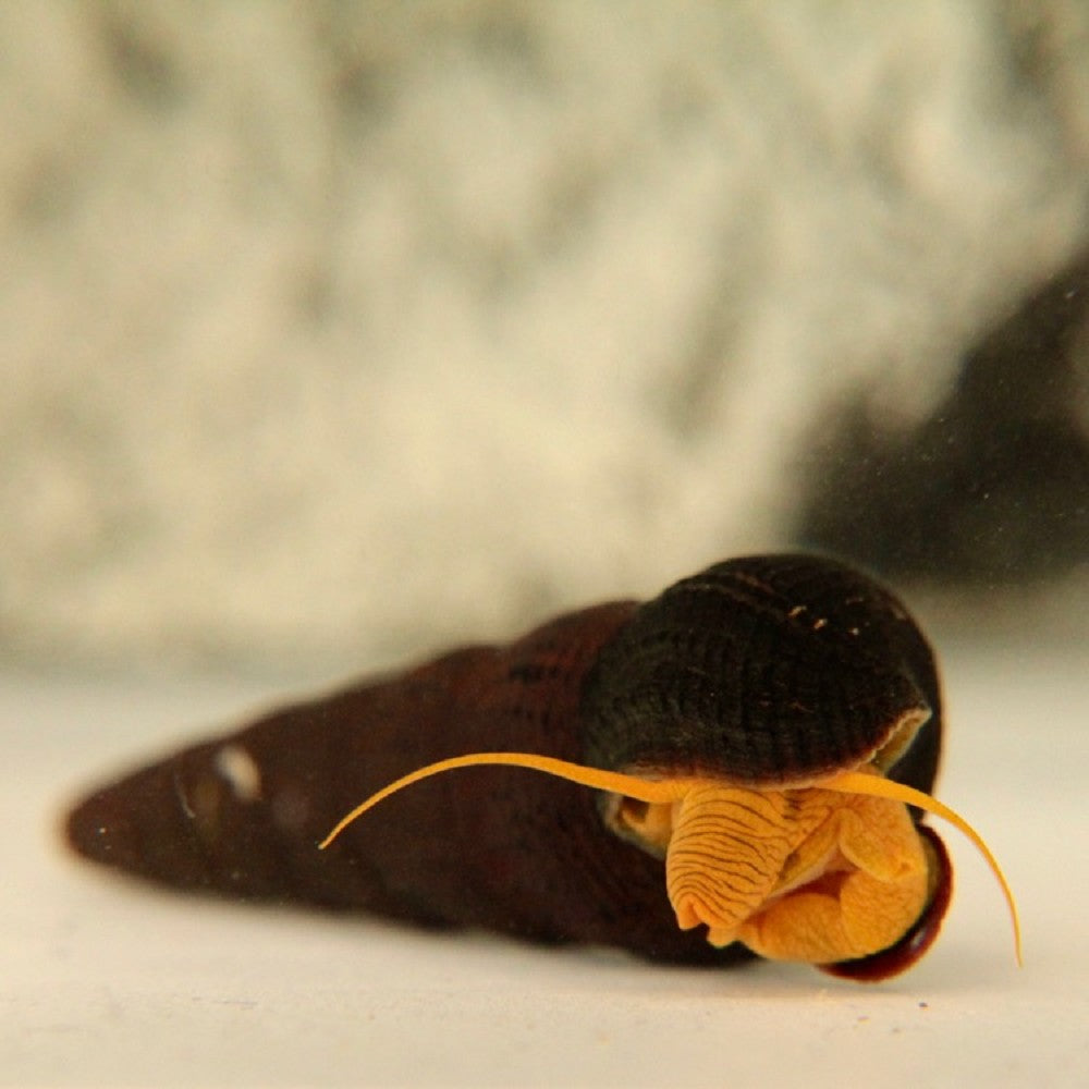 Escargot Lièvre Orange (Tylomelania Sp.)