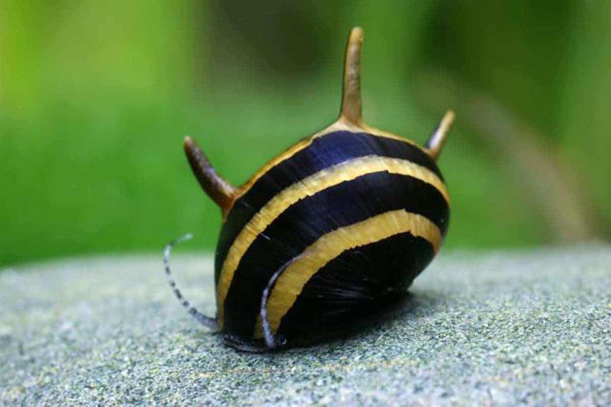 Escargot Porc-Épic (Clithon Corona)