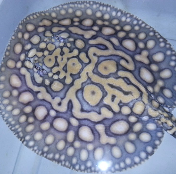 Raie Hybrid Black Diamond (Potamotrygon Leopoldi)