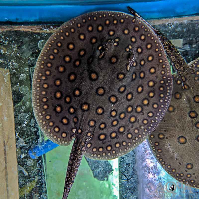 Raie Motoro (Potamotrygon Motoro)