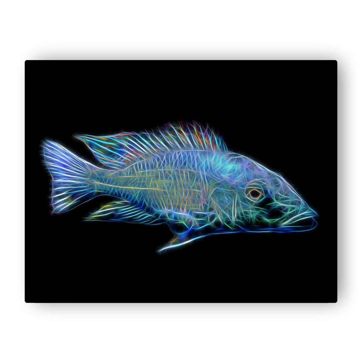Rostratus (Fossorochromis Rostratus)