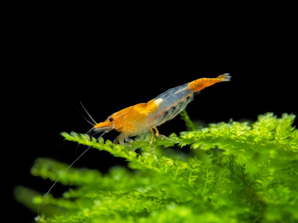 Crevette Rili Orange (Neocaridina Davidi)