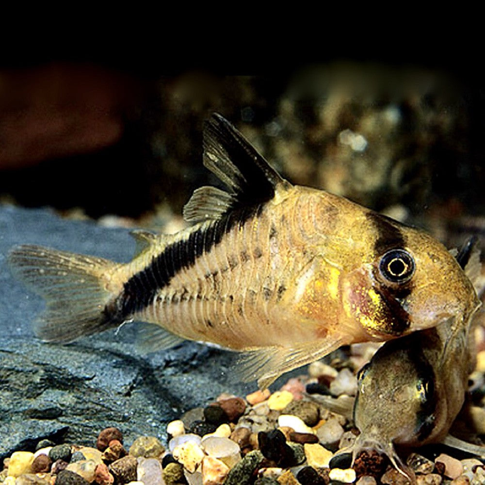 Corydoras Bandit (Corydoras Melini)