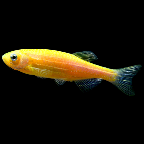 Danio Orange Sunburst (Danio Rerio)